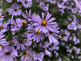 opt-aster